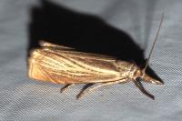 Chrysoteuchia culmella