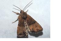 Mesoligia furuncula