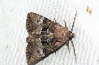 Mesoligia furuncula