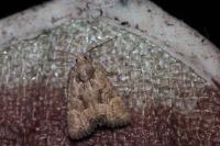 Mesoligia furuncula