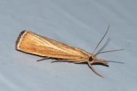 Agriphila straminella