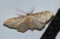 Idaea fuscovenosa