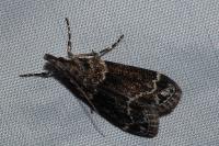 Eudonia mercurella