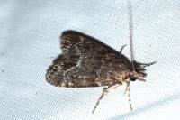 Eudonia mercurella