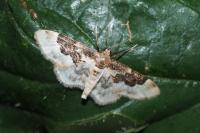 Idaea rusticata
