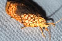 Acleris forsskaleana