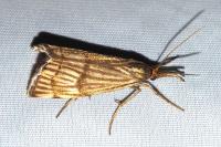 Chrysocrambus linetella