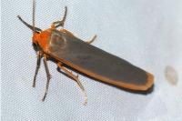 Manulea complana