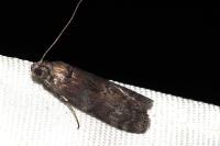 Phycita roborella