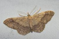 Idaea aversata