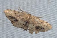 Idaea dimidiata