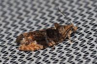 Eudemis profundana
