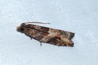 Rhopobota naevana