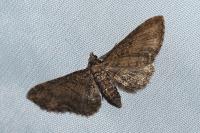 Eupithecia inturbata