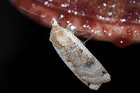 Noctua pronuba