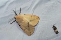 Spilarctia lutea