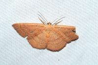 Cyclophora linearia