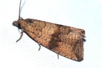 Celypha striana