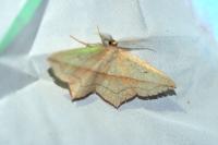 Timandra comae