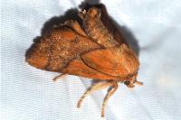Apoda limacodes