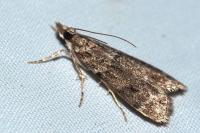 Eudonia angustea