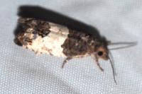 Spilonota ocellana