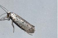 Yponomeuta