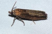 Eucosma