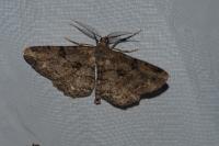 Peribatodes rhomboidaria