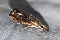 Catoptria verellus
