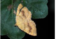 Camptogramma bilineata