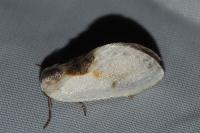 Cilix glaucata