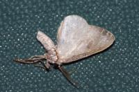 Cilix glaucata