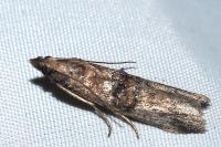 Nephopterix angustella