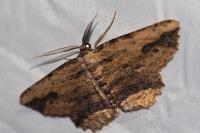 Menophra abruptaria
