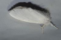Sphrageidus similis