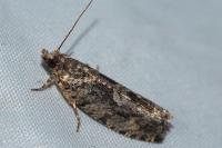 Zeiraphera isertana
