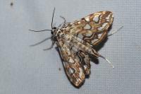 Elophila nymphaeata