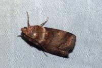 Acrobasis tumidana