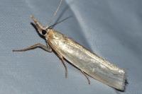 Crambus perlellus