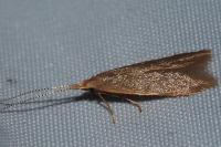 Coleophora flavipennella/lutipennella