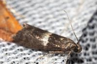 Elegia similella