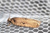 Agonopterix yeatiana