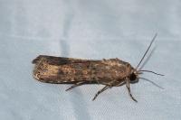 Spodoptera exigua