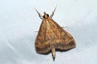 Ostrinia nubilalis/scapulalis