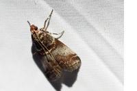 Acrobasis advenella