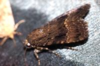 Amphipyra berbera/pyramidea