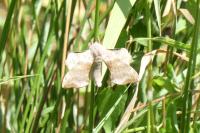 Laothoe populi