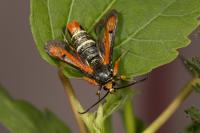 Pyropteron chrysidiforme
