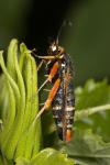 Pyropteron chrysidiforme